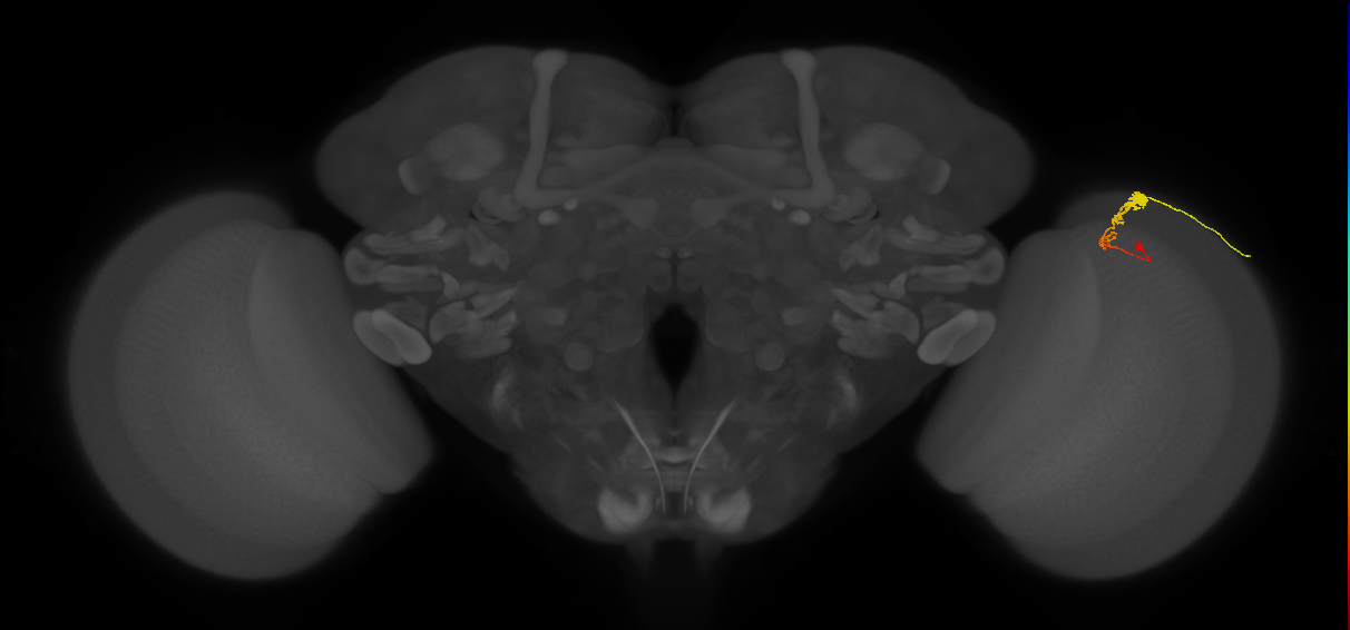 C3_R (MaleCNS:59491)