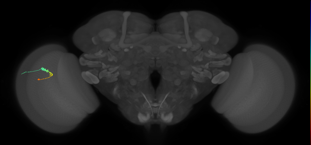 C3_L (MaleCNS:130019)