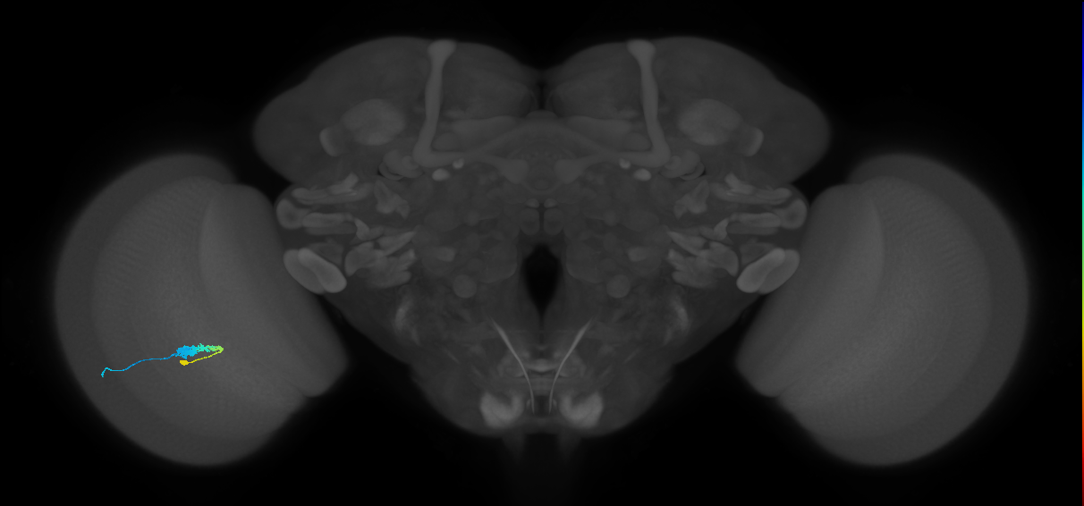 C3_L (MaleCNS:119354)
