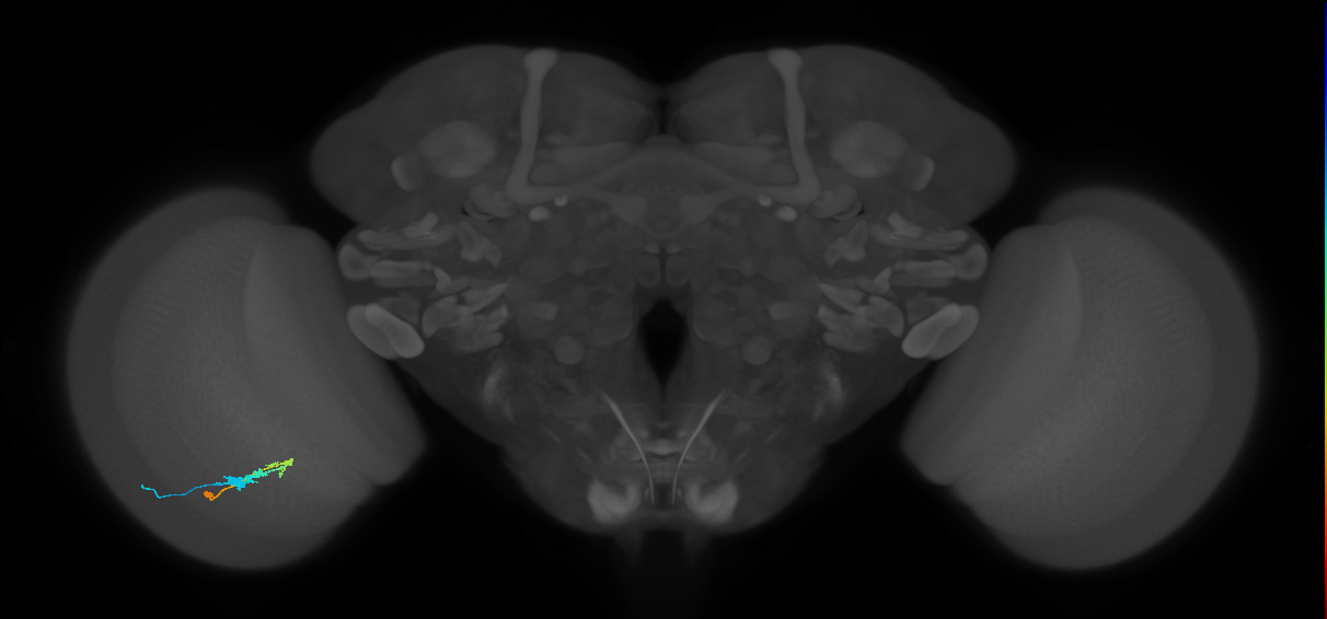 C3_L (MaleCNS:63390)