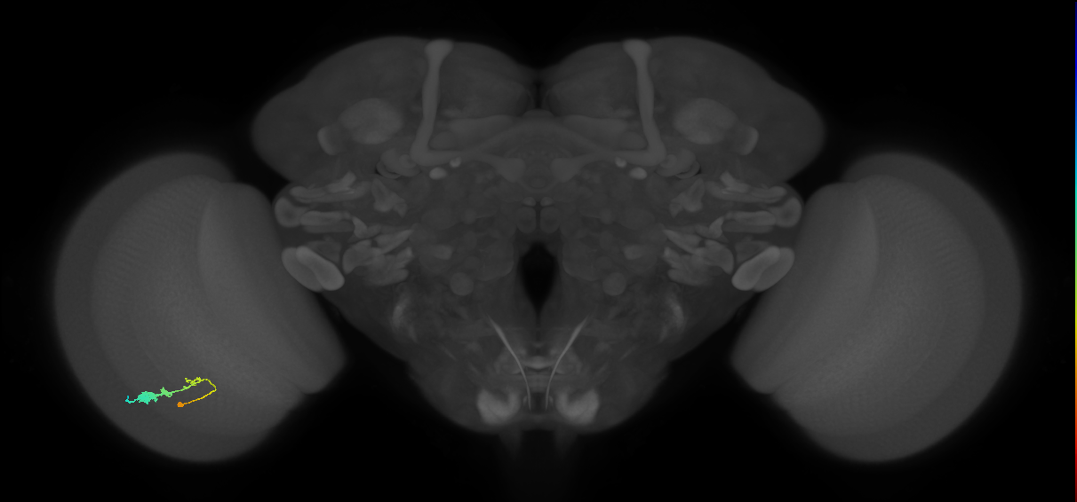 C3_L (MaleCNS:57897)