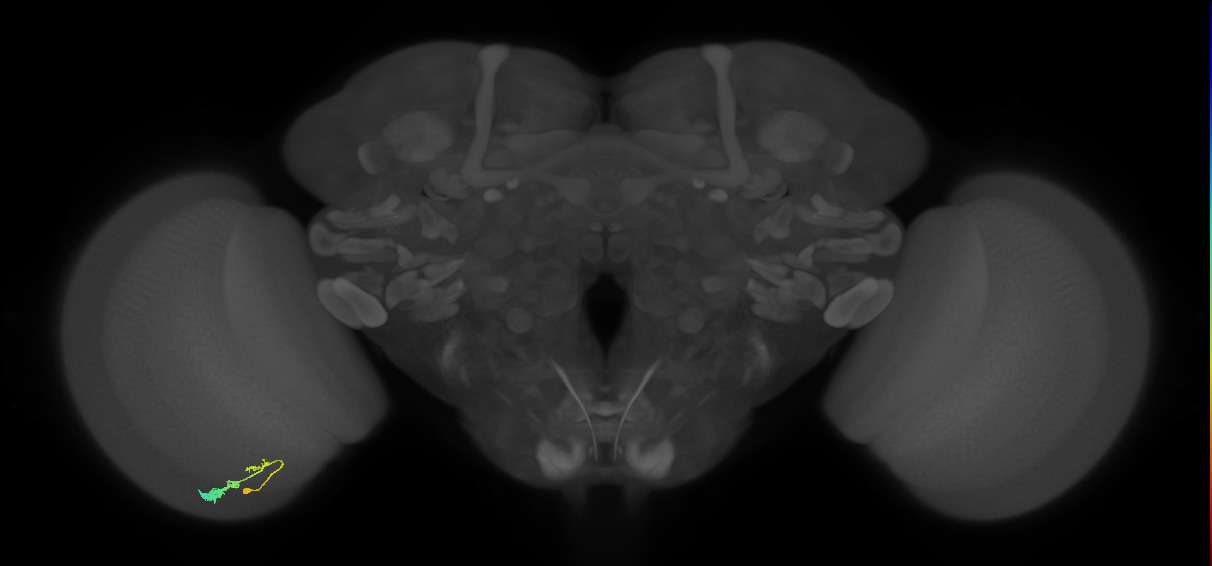 C3_L (MaleCNS:66046)