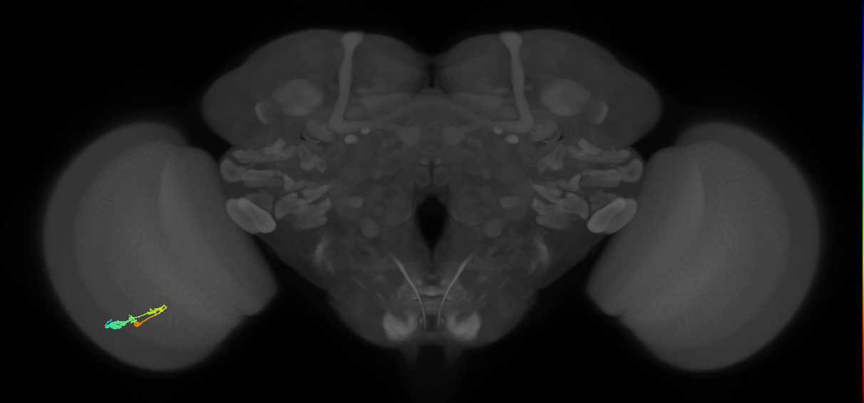 C3_L (MaleCNS:59675)