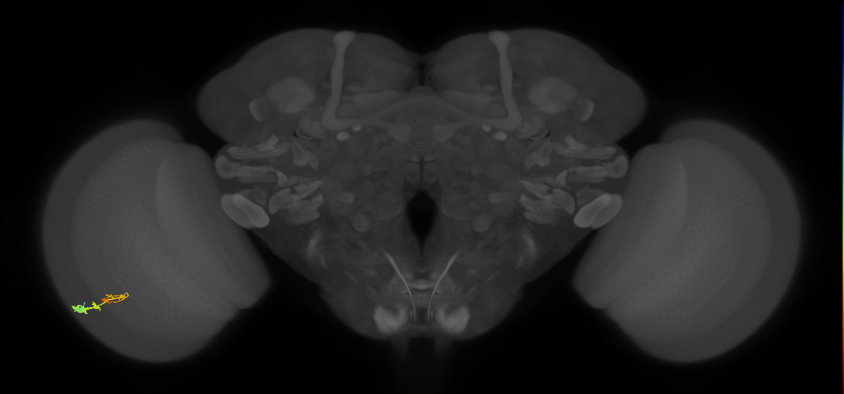 C3_L (MaleCNS:53126)
