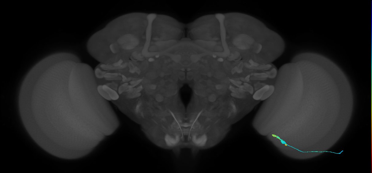 C3_R (MaleCNS:62329)