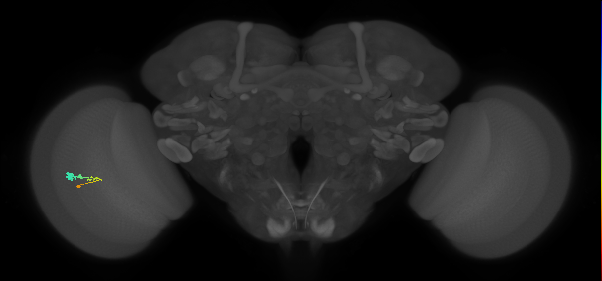 C3_L (MaleCNS:60838)