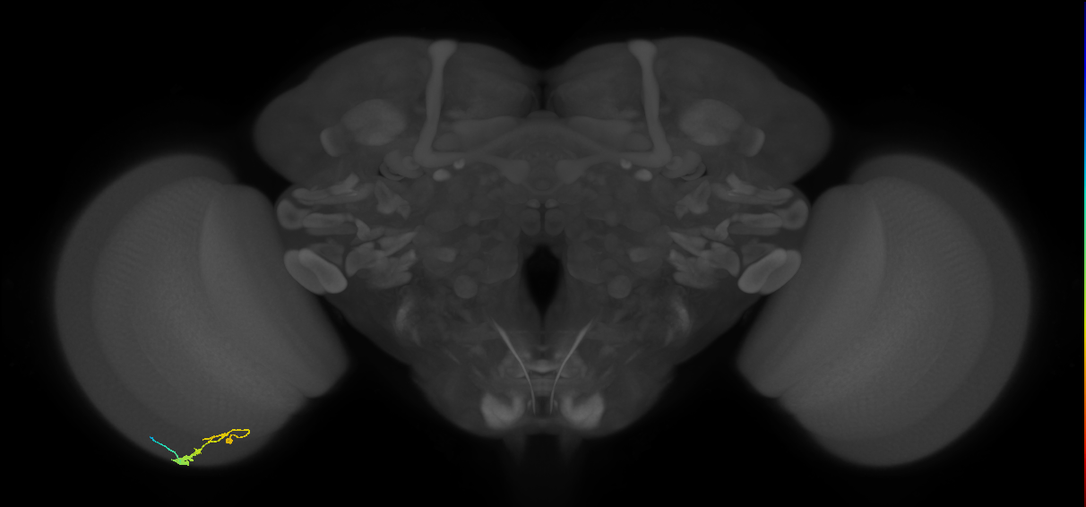 C3_L (MaleCNS:81484)