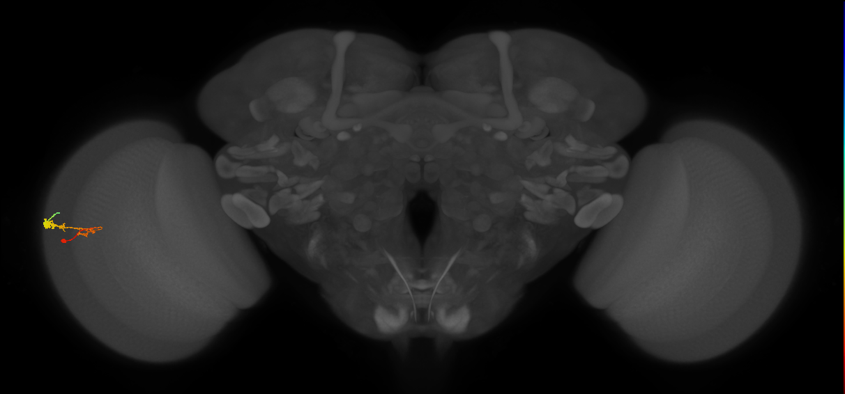 C3_L (MaleCNS:63922)