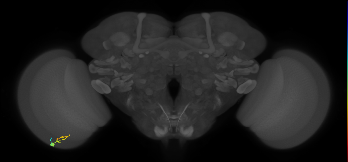 C3_L (MaleCNS:25585)