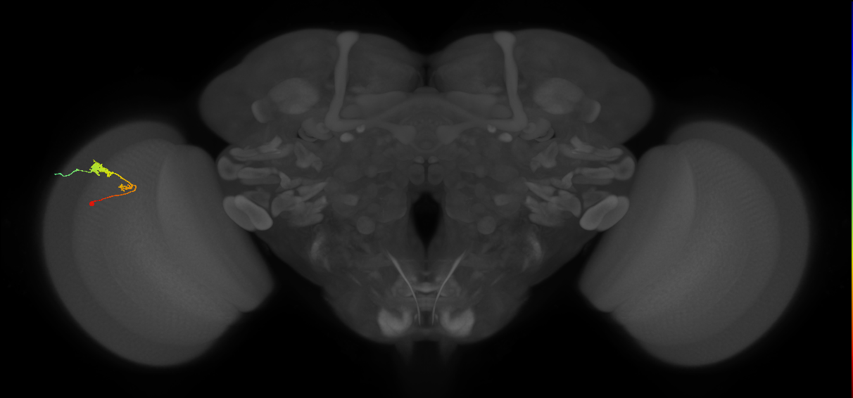 C3_L (MaleCNS:57563)