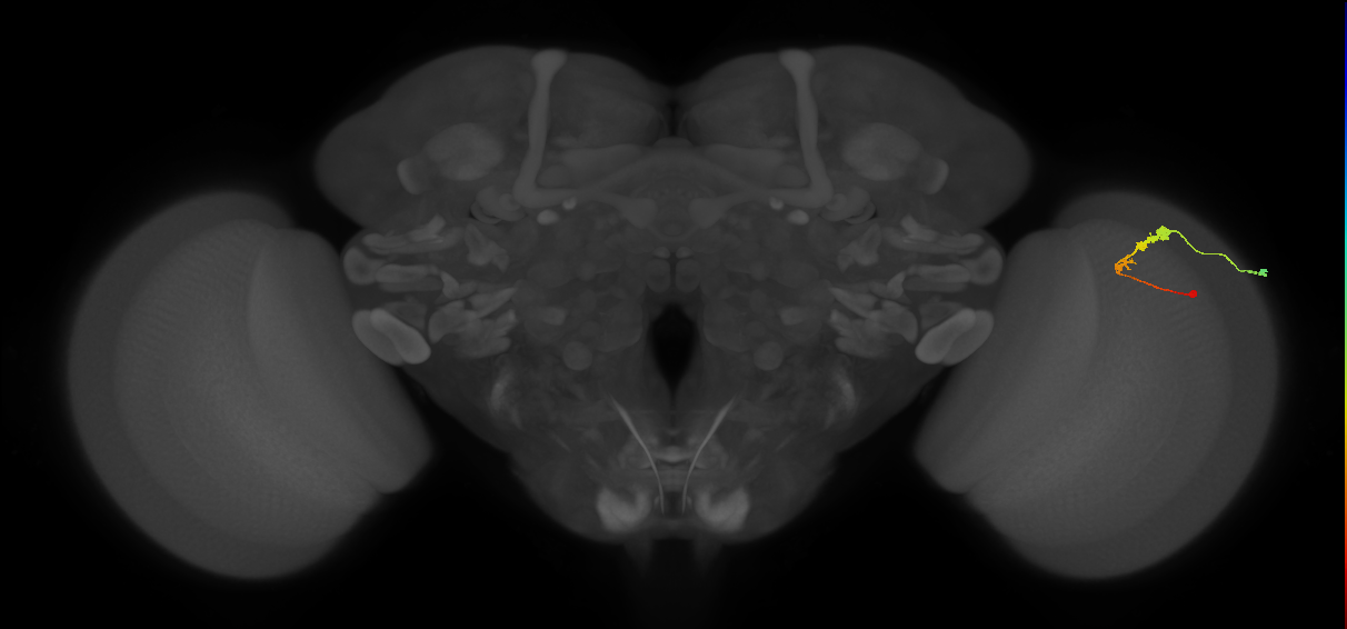 C3_R (MaleCNS:53239)