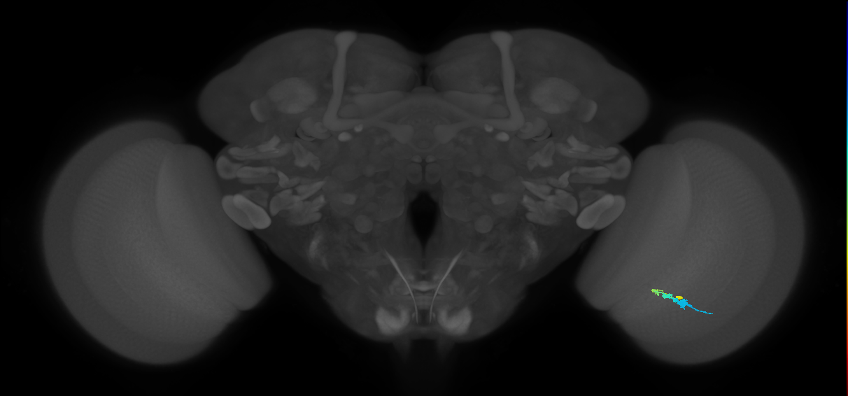 C3_R (MaleCNS:71312)