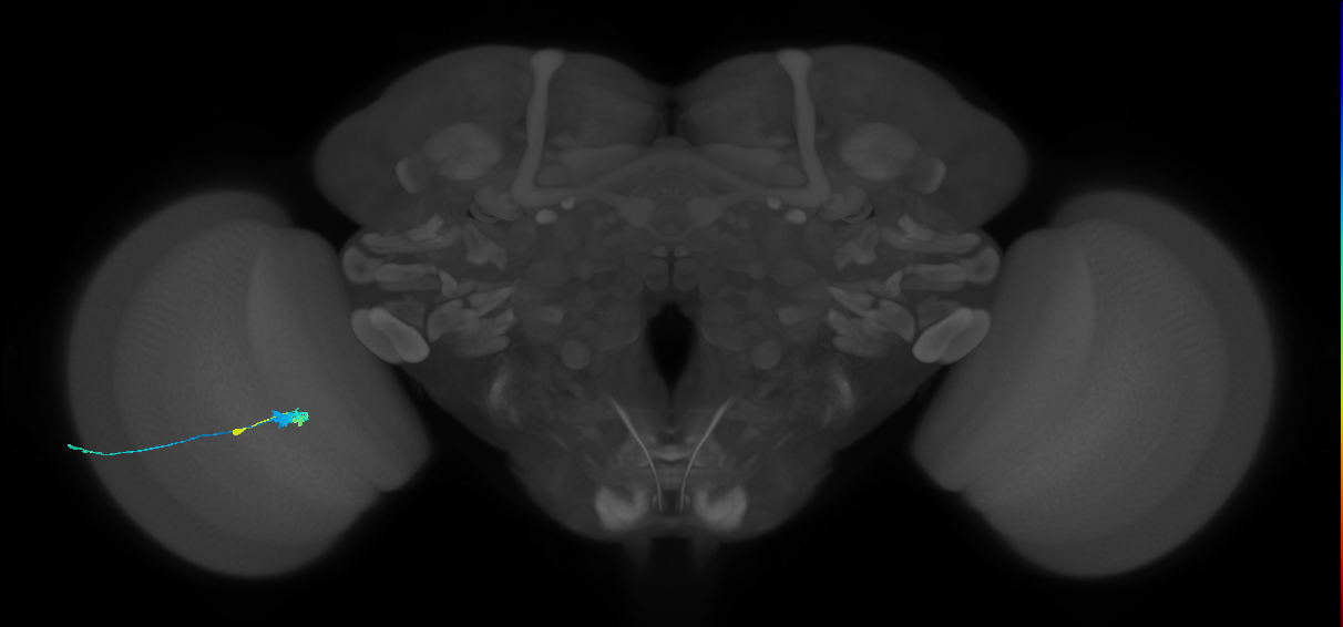 C3_L (MaleCNS:54500)