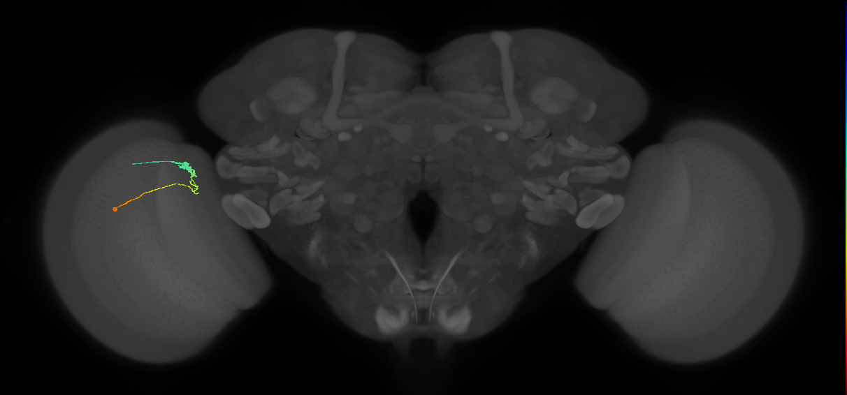 C3_L (MaleCNS:86600)