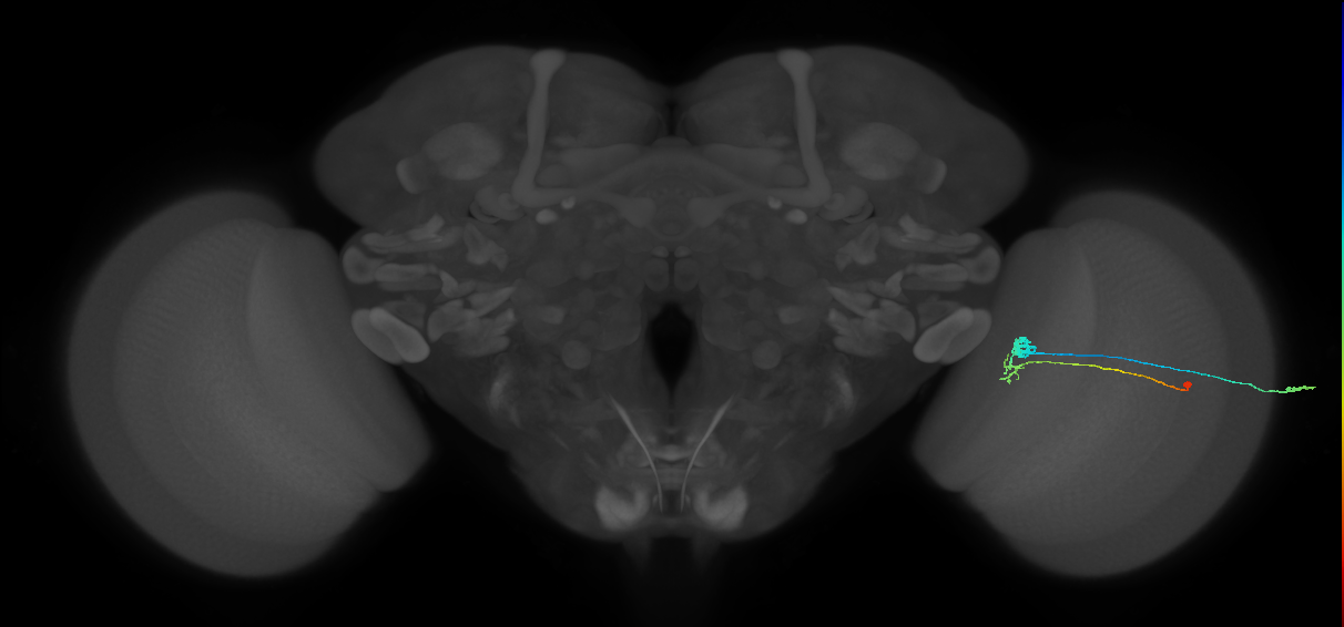 C3_R (MaleCNS:55642)