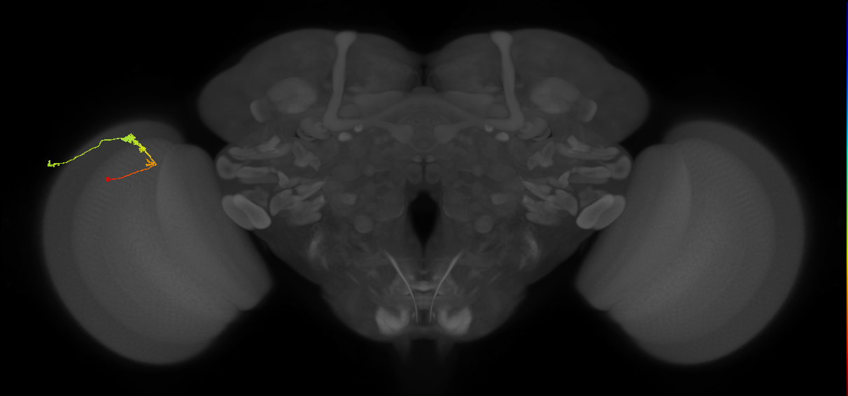 C3_L (MaleCNS:66079)