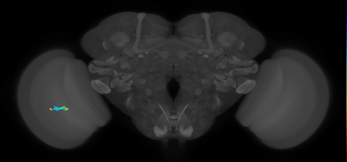 C3_L (MaleCNS:64937)