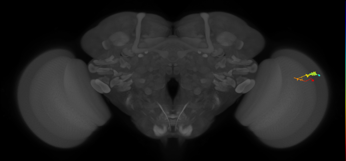 C3_R (MaleCNS:51077)