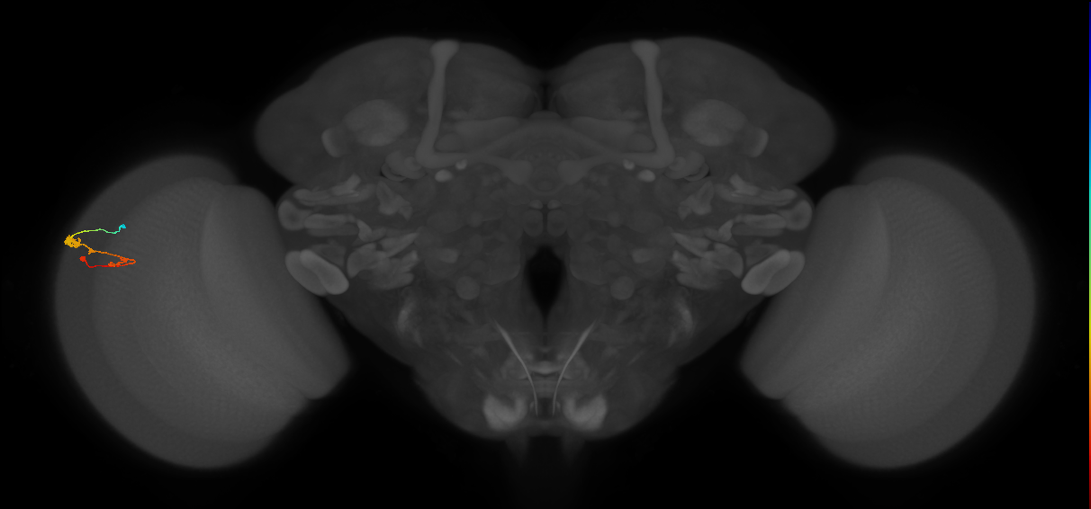 C3_L (MaleCNS:69598)