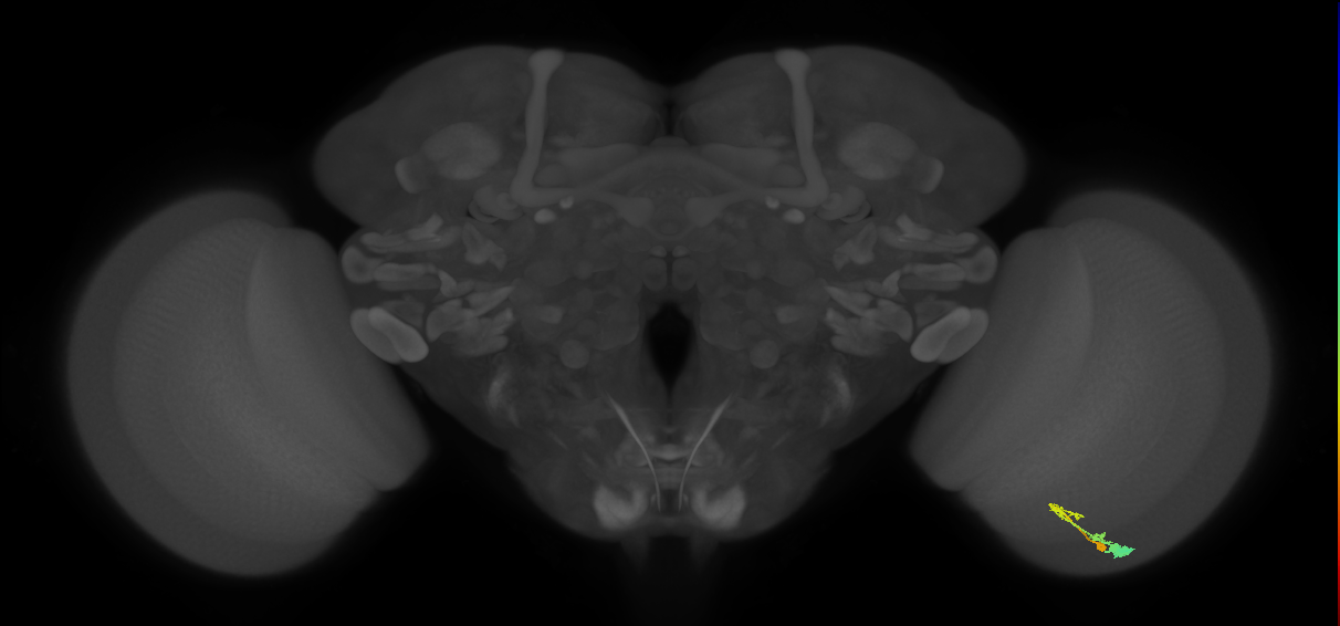 C3_R (MaleCNS:58114)