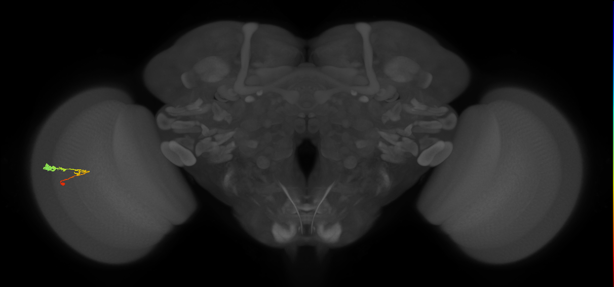 C3_L (MaleCNS:63357)
