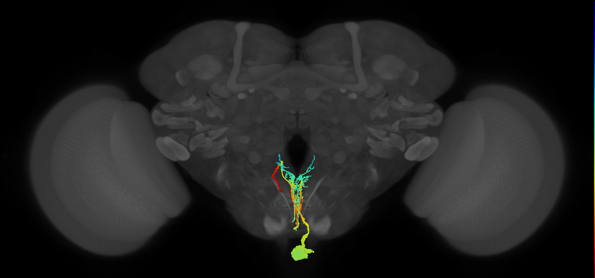 Capability neuron