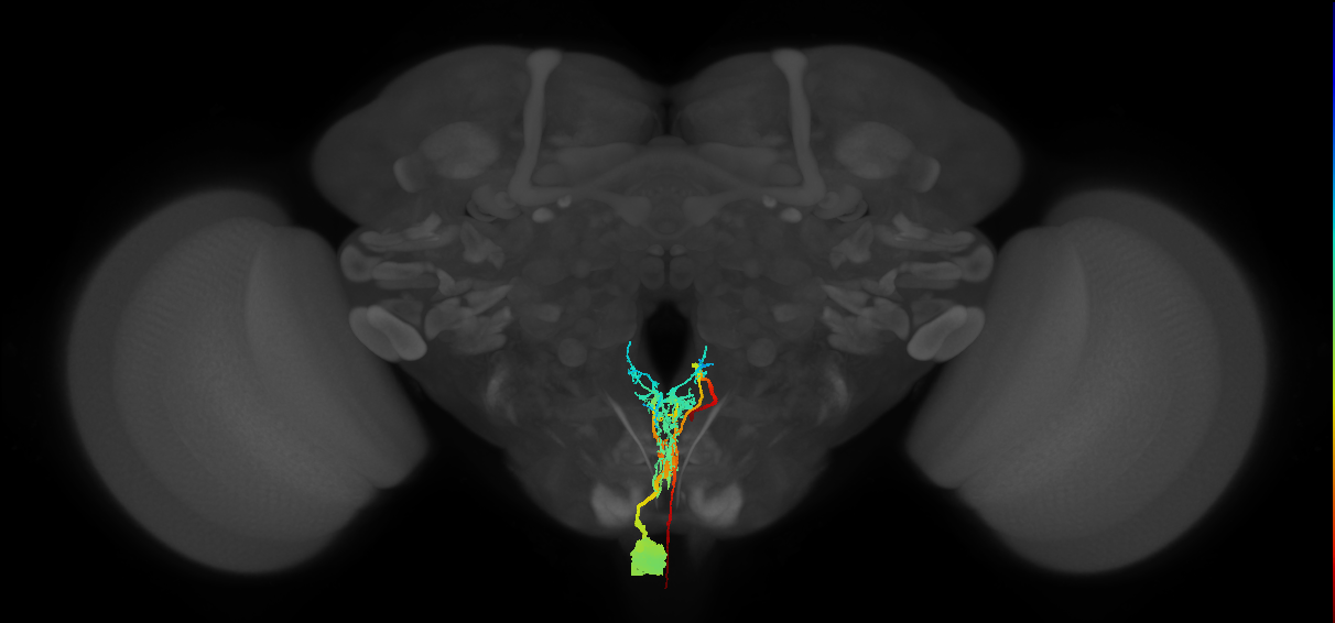 Capability neuron