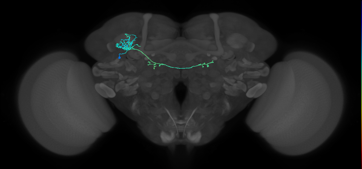 CB0361_L (MaleCNS:124000)