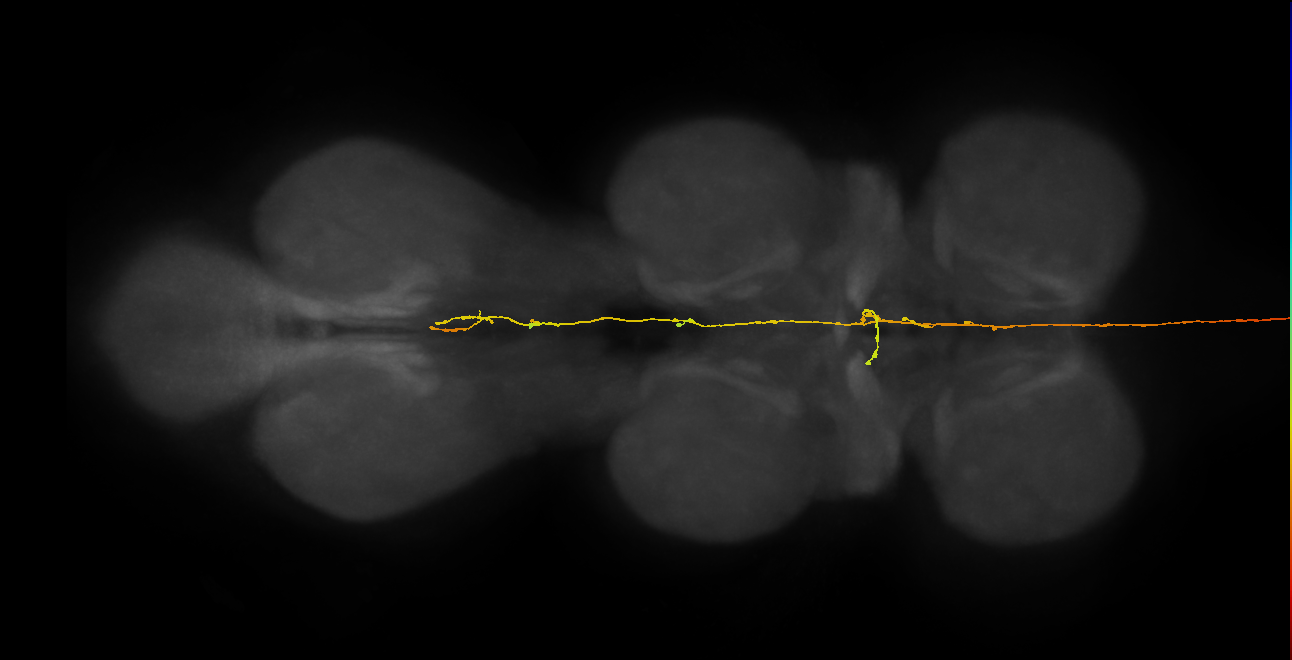 CB0429_R (MaleCNS:11425)