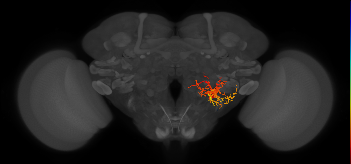 CB0657_R (MaleCNS:515144)