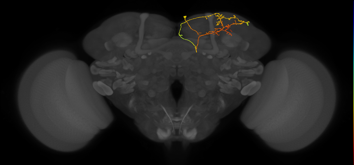 CB0943_R (MaleCNS:134130)