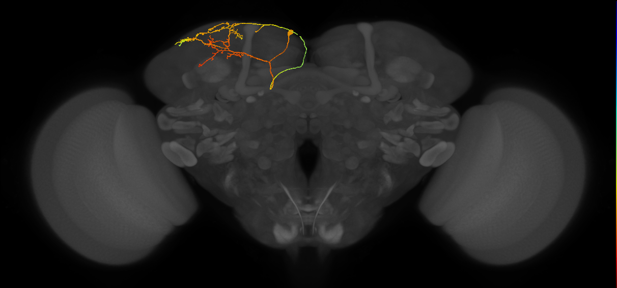 CB0943_L (MaleCNS:543314)