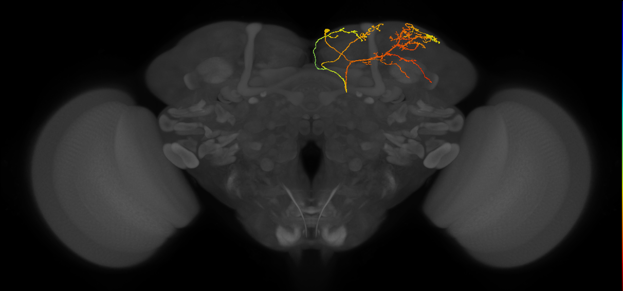 CB0943_R (MaleCNS:97135)