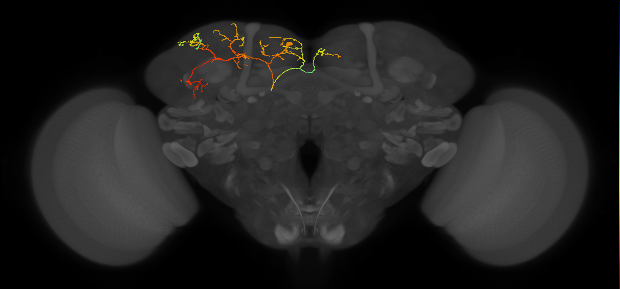CB0943_L (MaleCNS:119445)