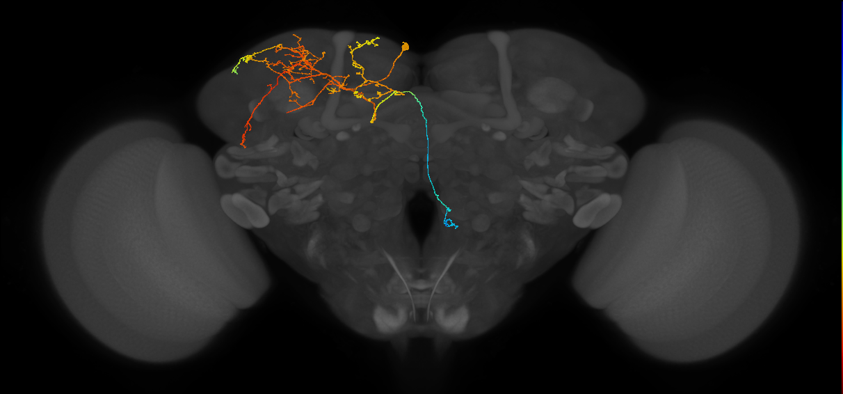 CB0943_L (MaleCNS:70470)