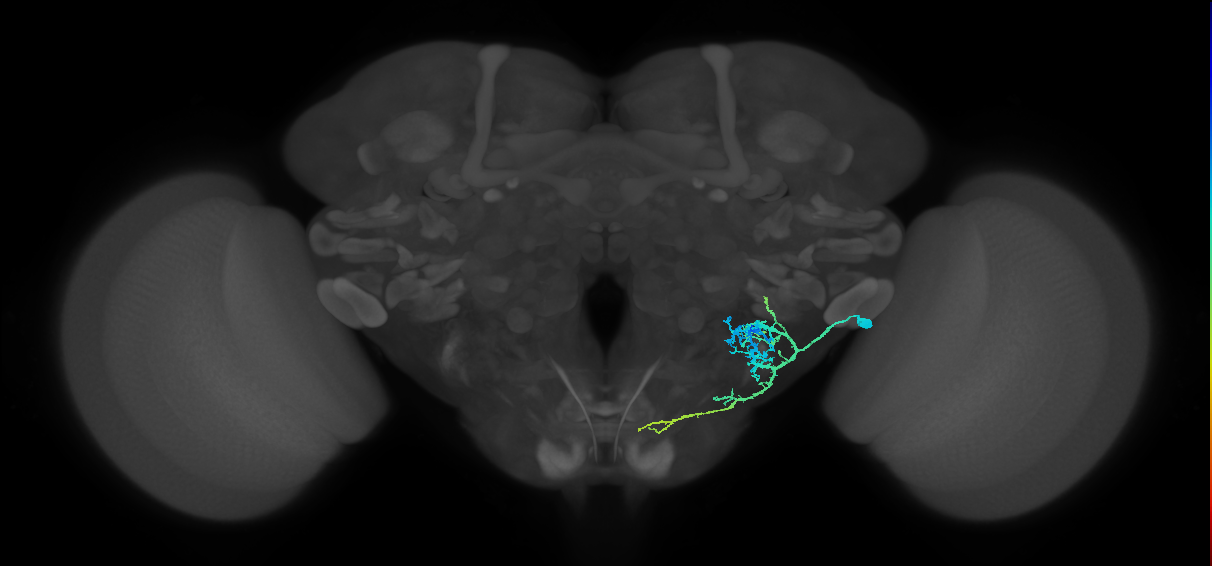 CB0956_R (MaleCNS:68166)