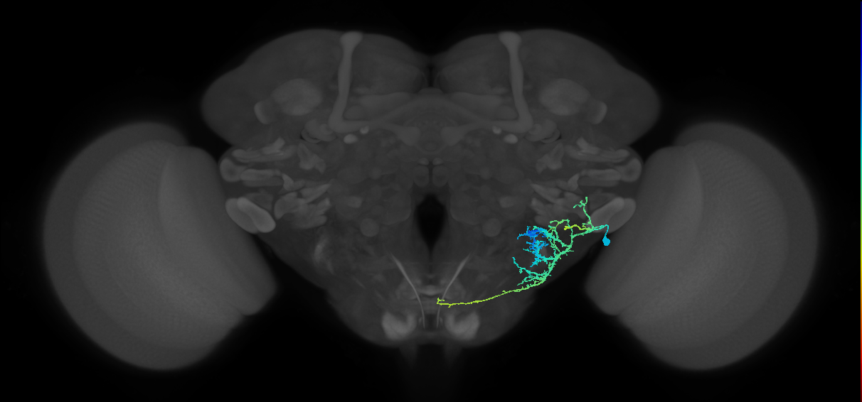 CB0956_R (MaleCNS:73355)