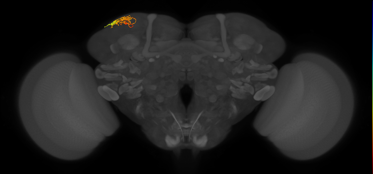CB0973_L (MaleCNS:113672)