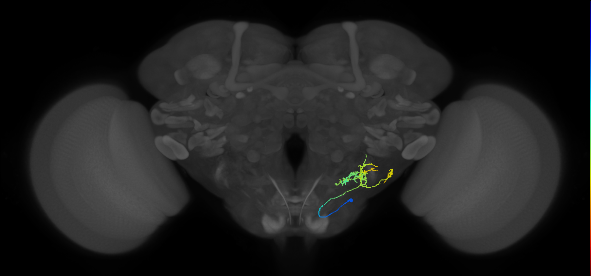 CB0986_R (MaleCNS:32450)