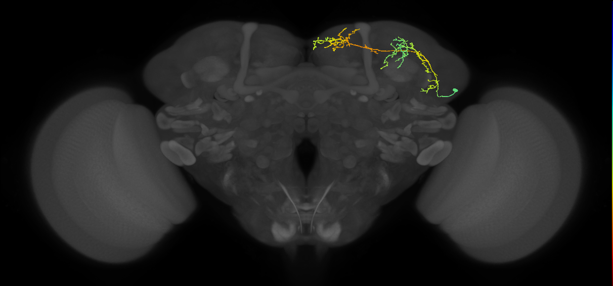 CB0993_R (MaleCNS:52654)