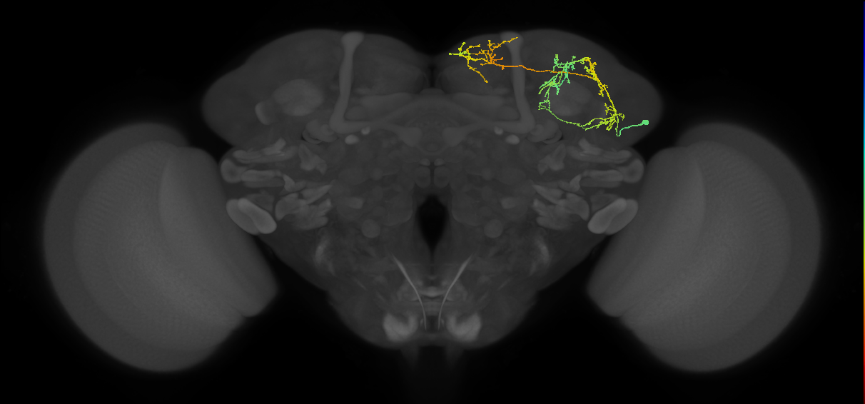 CB0993_R (MaleCNS:908270912)