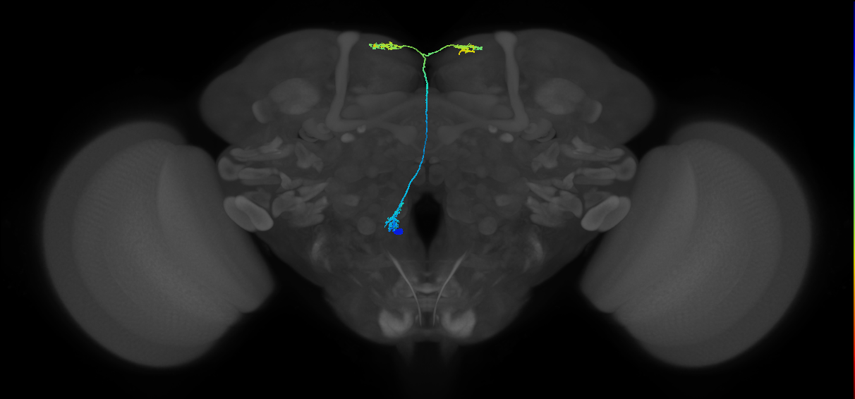 CB1026_L (MaleCNS:27747)