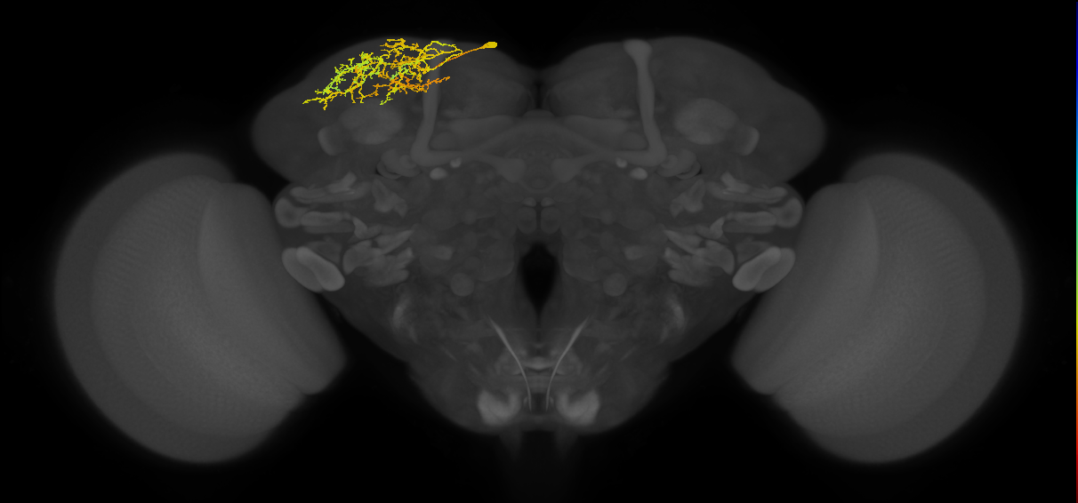 CB1073_L (MaleCNS:39191)
