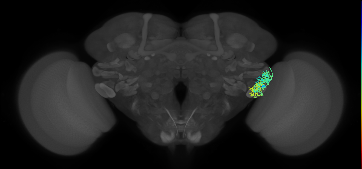CB1099_R (MaleCNS:31329)
