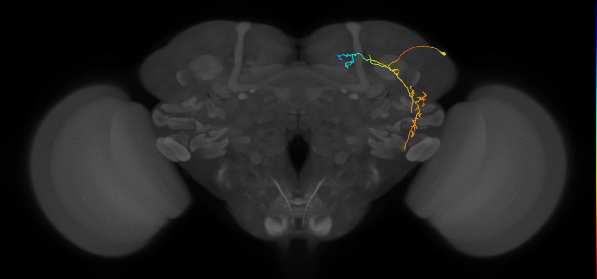 CB1148_R (MaleCNS:72674)