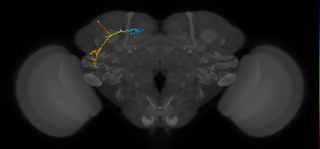 CB1148_L (MaleCNS:161622)
