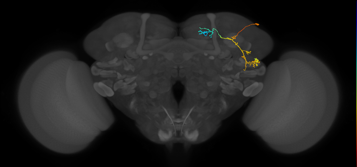 CB1148_R (MaleCNS:68084)