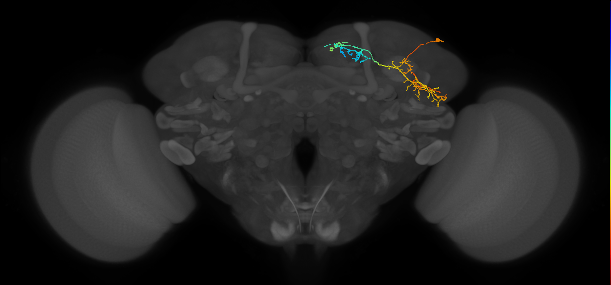 CB1149_R (MaleCNS:64638)