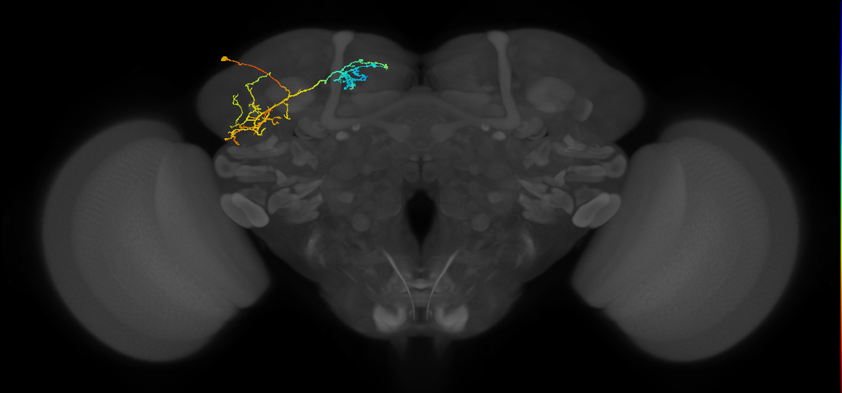 CB1149_L (MaleCNS:69668)