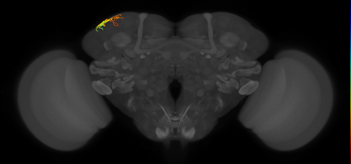 CB1154_L (MaleCNS:137874)